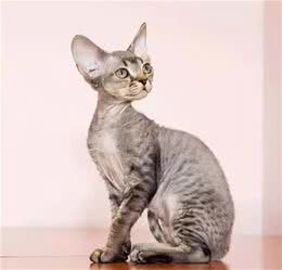 品种溯源识别系列之：德文卷毛猫