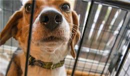 如何让狗狗熟悉狗笼？