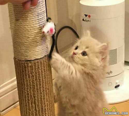 猫咪脚毛过长有什么影响吗？只要注意这些细节，脚毛很容易处理