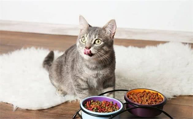你的喂猫方法是错的！铲屎官应该放弃猫碗并改变喂食时间表