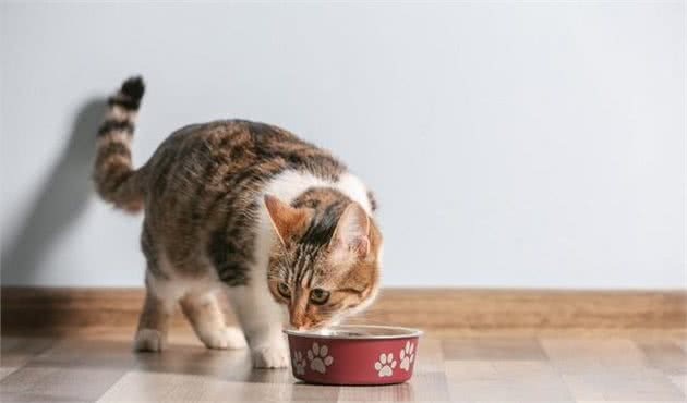 你的喂猫方法是错的！铲屎官应该放弃猫碗并改变喂食时间表