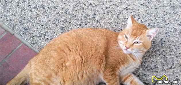 你的喂猫方法是错的！铲屎官应该放弃猫碗并改变喂食时间表