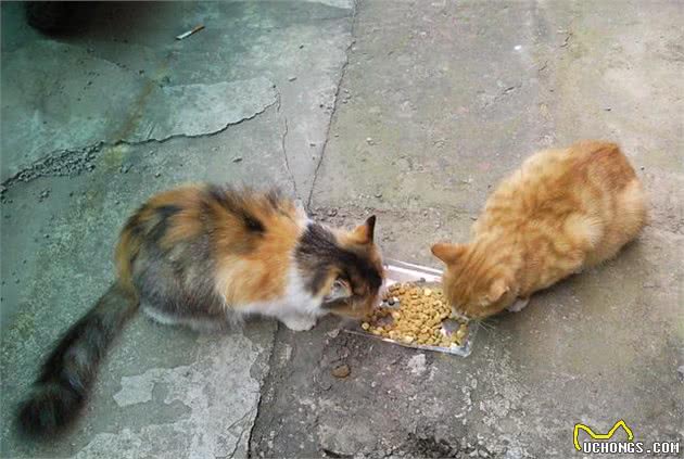 你的喂猫方法是错的！铲屎官应该放弃猫碗并改变喂食时间表