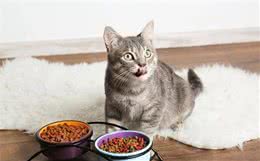 你的喂猫方法是错的！铲屎官应该放弃猫碗并改变喂食时间表