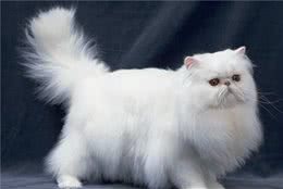 喜欢安静一点的猫咪？你可以试试养这几种猫