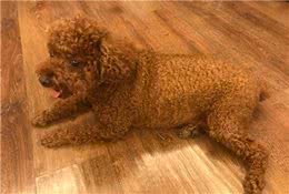 遛狗时人与狗的心理活动