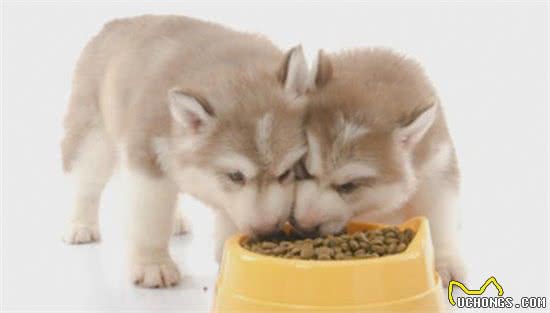 狗狗可以吃什么“人食”？想要狗狗好，赶紧get这份食物红黑榜