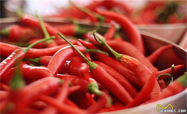 狗狗可以吃什么“人食”？想要狗狗好，赶紧get这份食物红黑榜