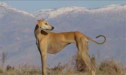 高贵的北非猎犬散发出独特的气味，各位看官们你喜欢吗？