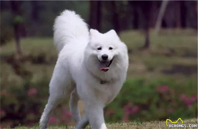 买狗一时爽，养狗火葬场，这7种狗不能盲目入坑