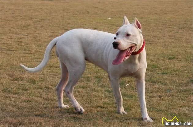 适合家庭饲养的3种护卫犬，有你喜欢的吗？