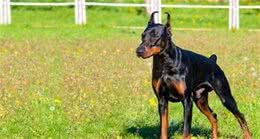 适合家庭饲养的3种护卫犬，有你喜欢的吗？