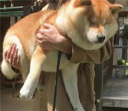 狗狗太过肥胖怎么办？