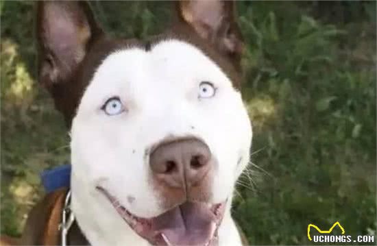 犬只近亲繁殖与杂交繁殖，简直不忍直视