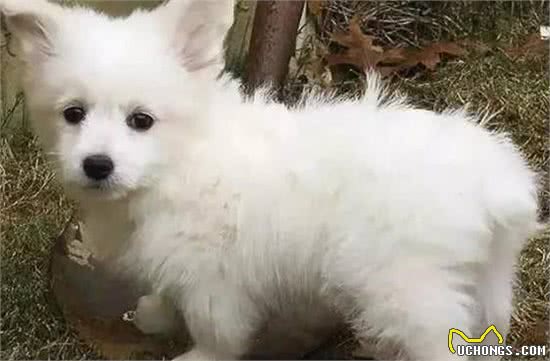 犬只近亲繁殖与杂交繁殖，简直不忍直视