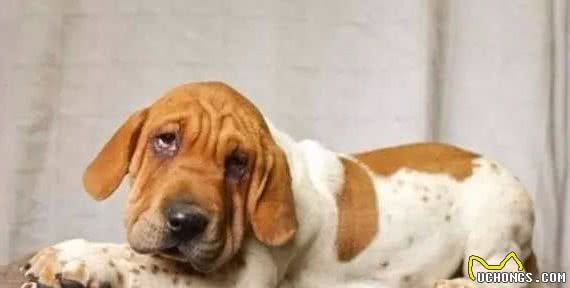 犬只近亲繁殖与杂交繁殖，简直不忍直视