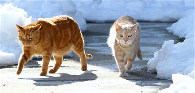 对陌生人容易亲近的5种猫咪，它们都是好脾气，有你家的猫咪吗？