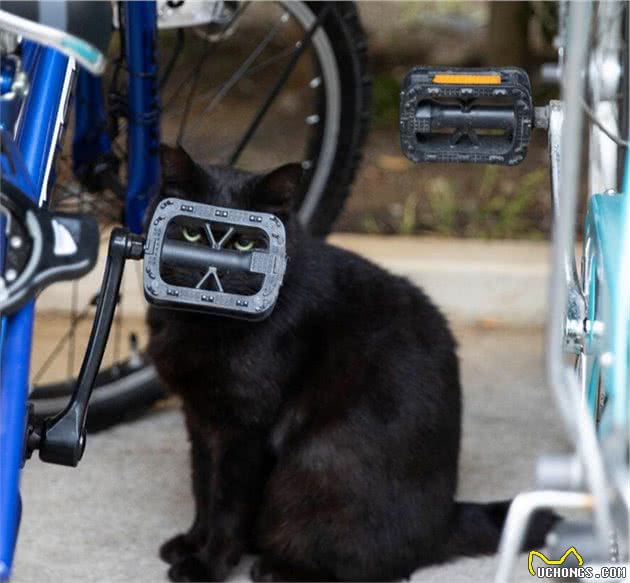 他拍下日本街头的流浪猫，生动可爱一点都不怕人