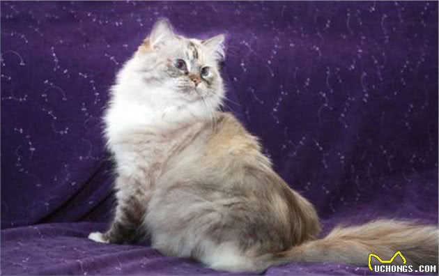 它竟然是布偶猫的变种？网友：真看不出来