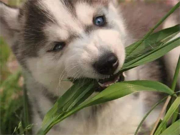 狗狗爱吃草？别慌！告诉你狗狗爱吃草的原因和应对办法
