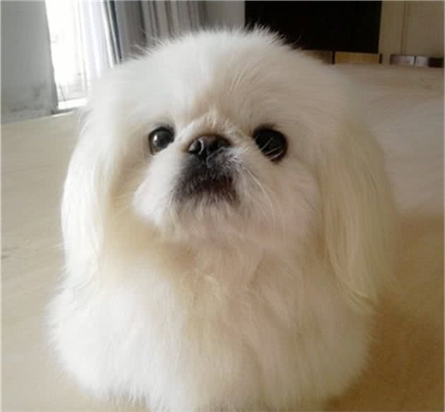 京巴狗粮哪个好？京巴犬狗粮吃什么好？