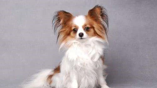 蝴蝶犬头部如翩翩起舞的蝴蝶，最好不要和其他的宠物一起养