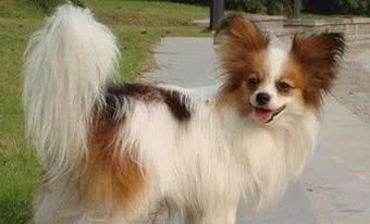 蝴蝶犬头部如翩翩起舞的蝴蝶，最好不要和其他的宠物一起养
