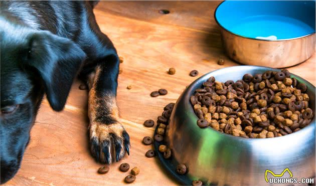 受人欢迎的7大狗狗，就一定适合你养？细说热门犬种的优缺点
