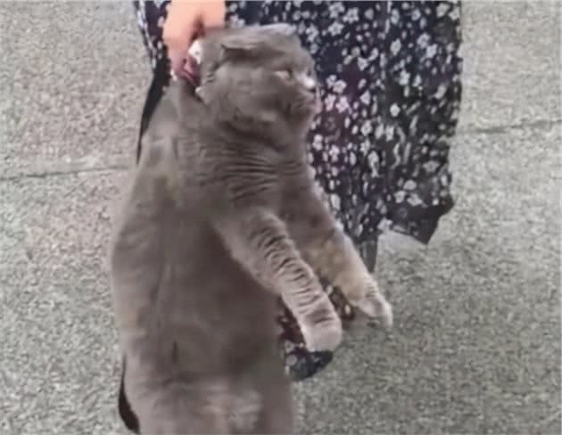 蓝猫偷偷溜出去玩耍，不一会被主人给抓包了：画面过于熟悉了