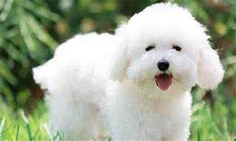 养宠经验：狗狗不来例假的原因，可能是身体有问题也可能是怀孕了