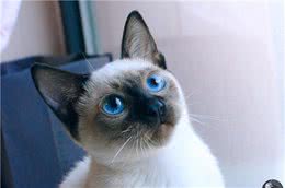 暹罗猫这样的行为在告诉你：“它需要你啊”