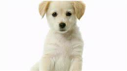 戈赞：狗狗肚子咕嘟咕嘟的叫只是因为饿了吗？