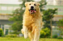 主人摸狗狗的头，在它们眼中意味着什么？你知道吗