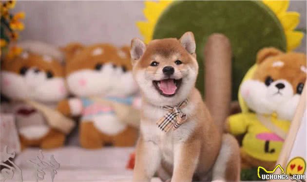 柴犬和法斗哪个更好养？