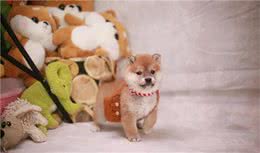 柴犬和法斗哪个更好养？