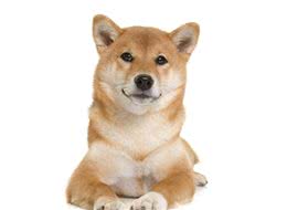 柴犬有哪些标志性特征？如何区分柴犬和秋田犬？