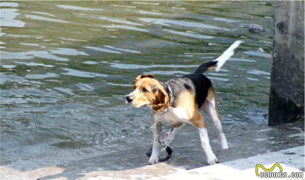 养过那么多的狗狗里，我最喜欢个性鲜明的比格猎犬！