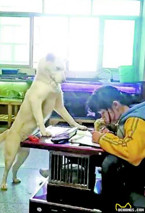 连狗狗也开始内卷了，你家的狗狗有什么特殊技能呢？