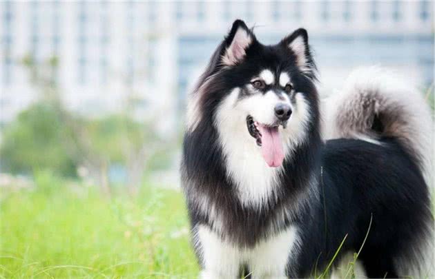 这12种著名的大型犬，知道5个以上，算你厉害