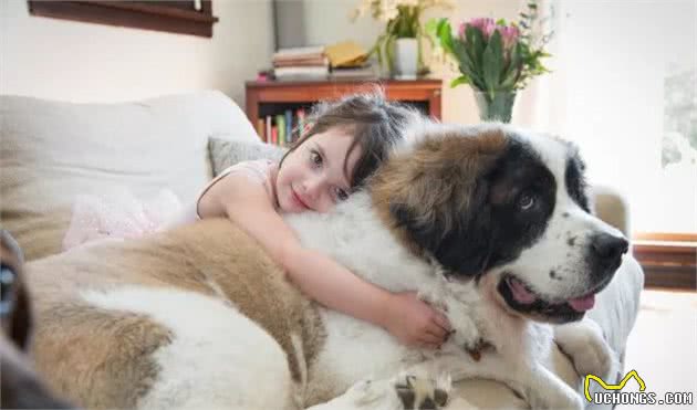 这12种著名的大型犬，知道5个以上，算你厉害