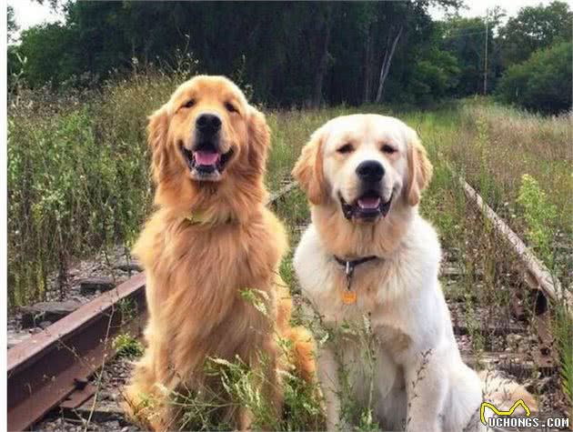 这12种著名的大型犬，知道5个以上，算你厉害