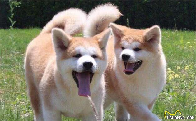 这12种著名的大型犬，知道5个以上，算你厉害