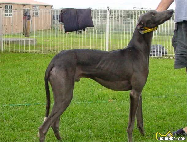 这12种著名的大型犬，知道5个以上，算你厉害