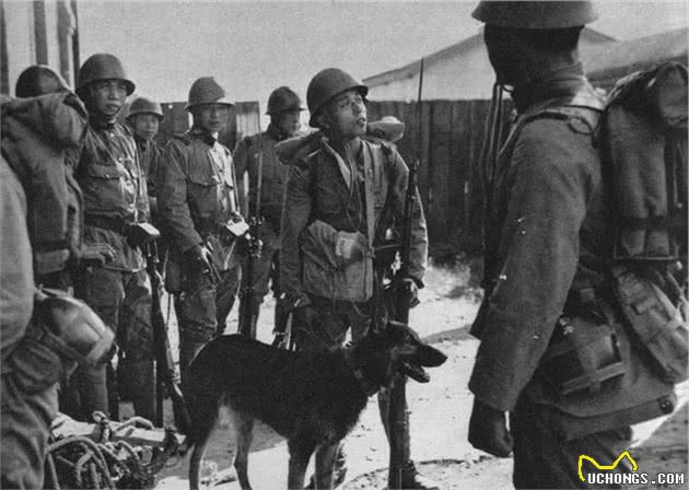 日军狼犬嗜血残暴，根据地“土狗”反杀，昌化犬咬喉一击毙命