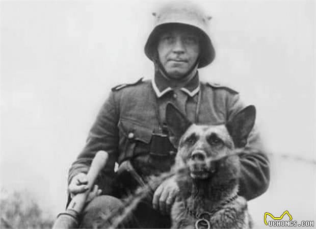 日军狼犬嗜血残暴，根据地“土狗”反杀，昌化犬咬喉一击毙命