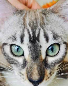 手把手教你买“好”猫，实战篇