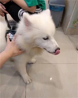 胆小萨摩耶焦虑吠叫，耐心主人用数千字记下纠正历程，训犬师惊呆