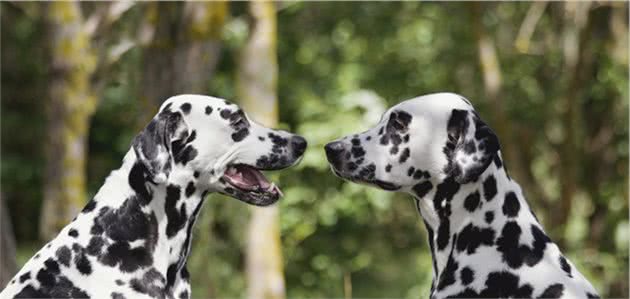 犬中的冒失鬼—大麦町犬