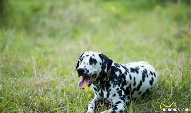 犬中的冒失鬼—大麦町犬