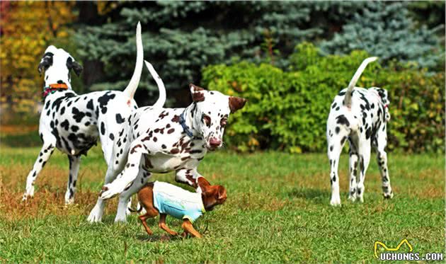 犬中的冒失鬼—大麦町犬